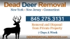 Dead Deer Removal Avatar